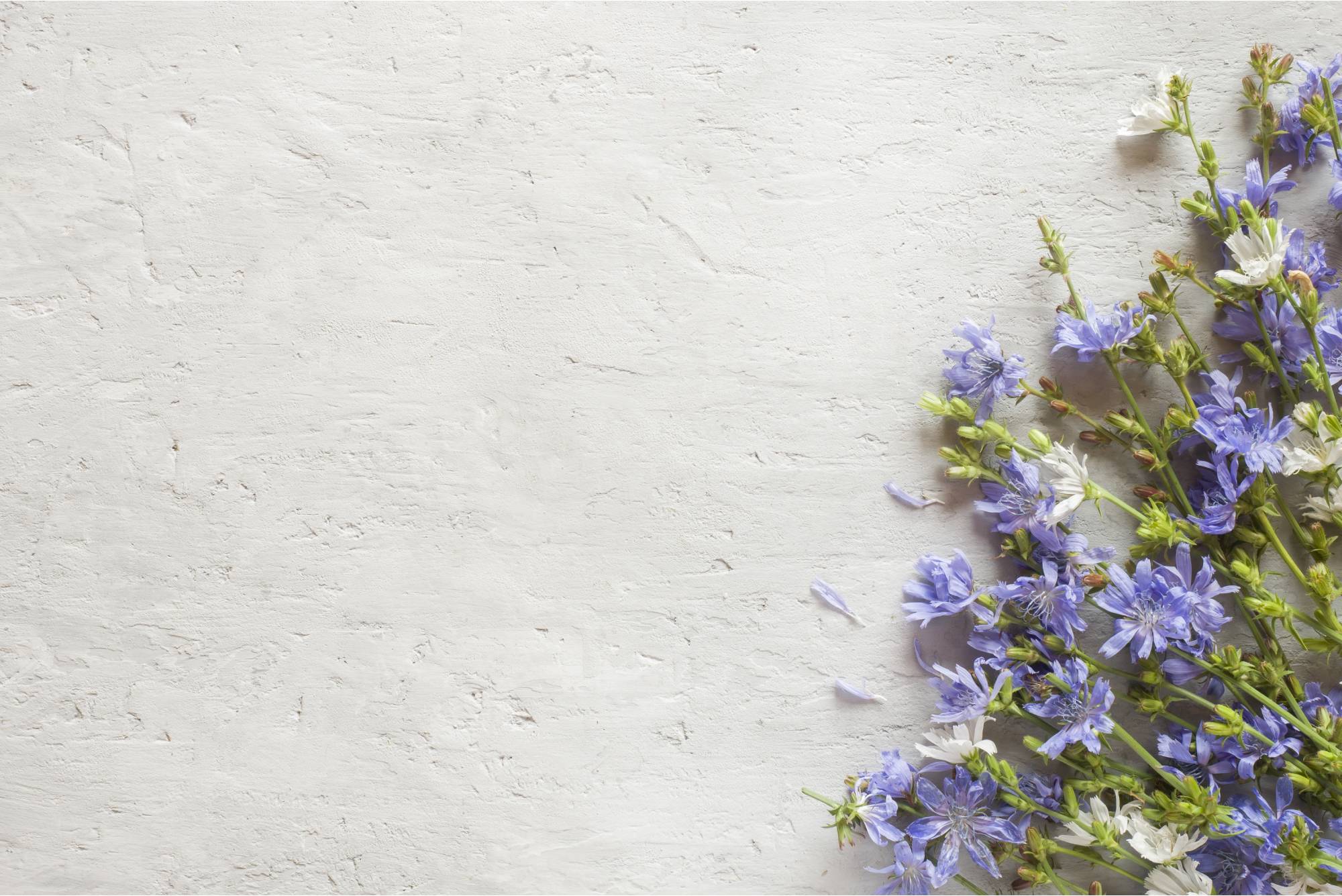 phytotherapie-bg-2